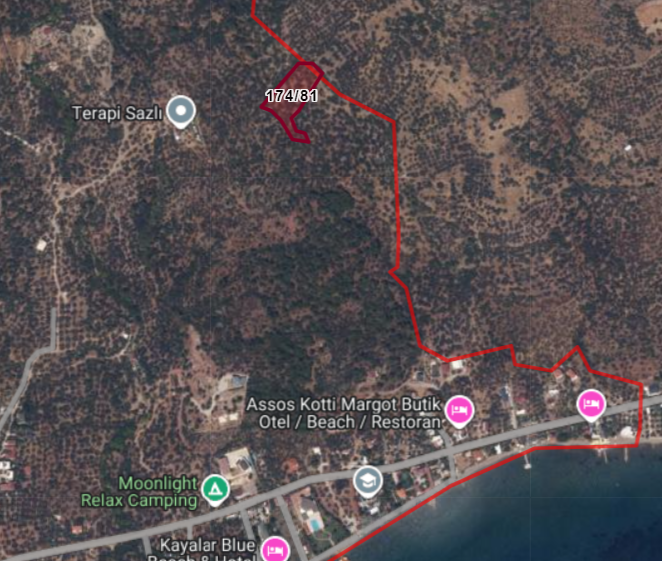 Sazlı Köyünde Satılık Zeytinlik